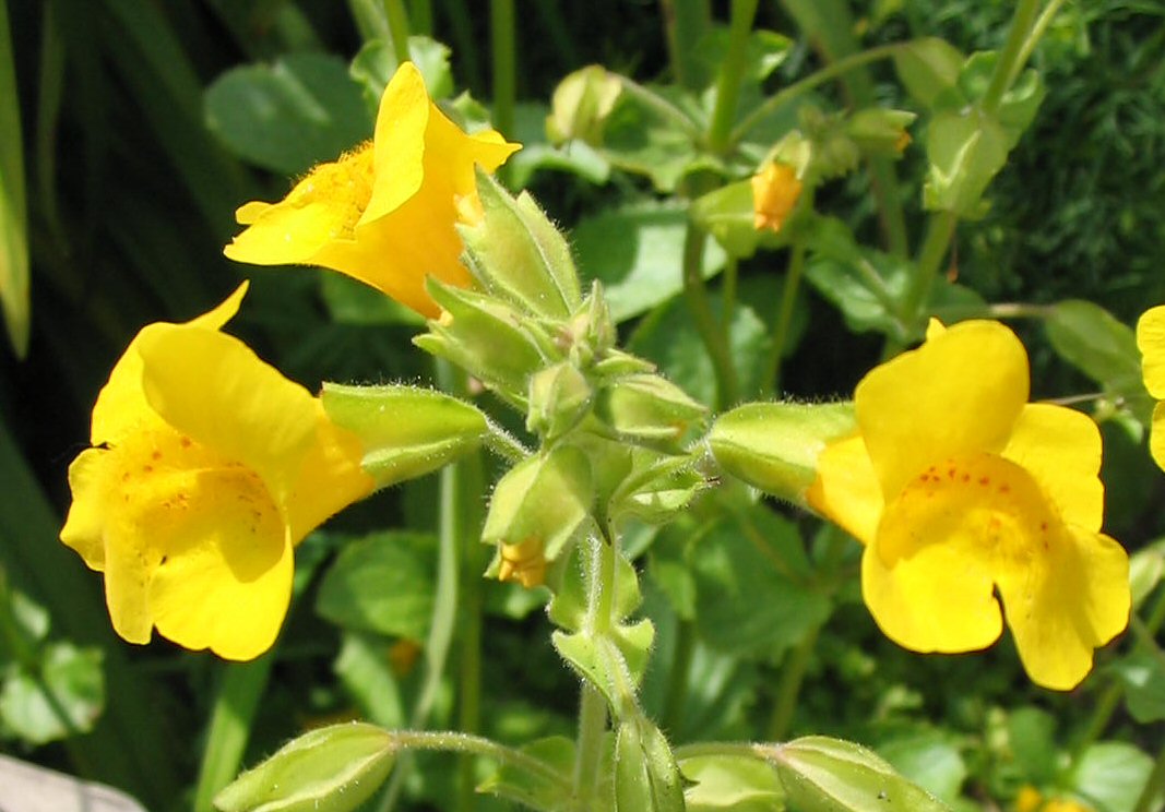 Mimulus
