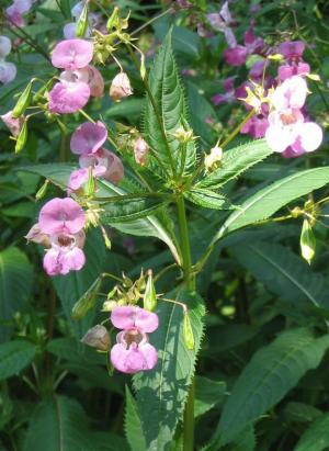 impatiens